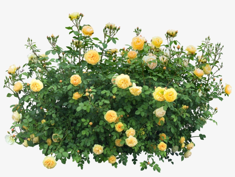 Rose Flower Tree Png PNG Image Transparent PNG Free Download on SeekPNG