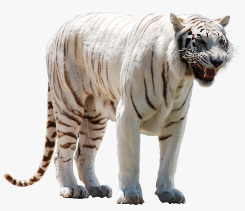 Free Icons Png - White Tiger Transparent, transparent png download