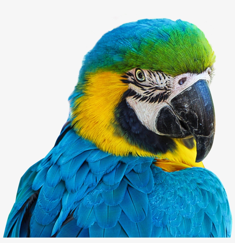 Blue Parrot Macaw Png, transparent png download