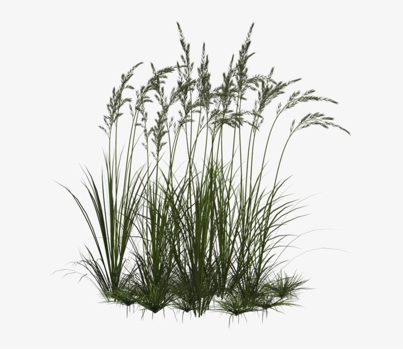 Tall Grass Png - Ornamental Grass Png, transparent png download