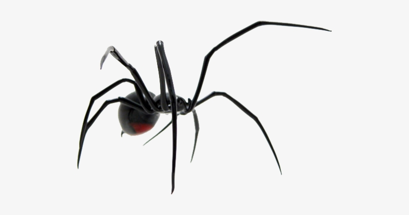 Spider Png Image - Spider, transparent png download