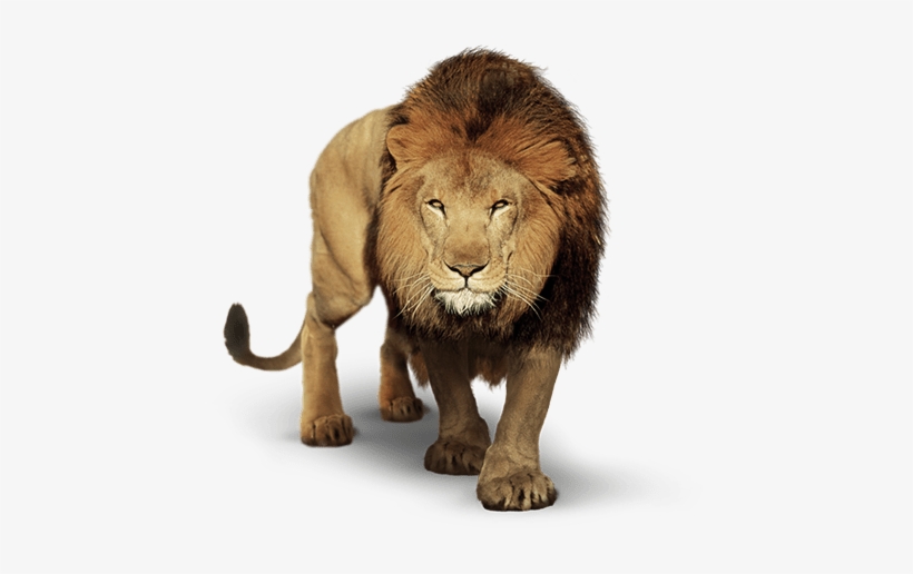 Lion Png Transpa Images All - Picsart Background Lion PNG Image |  Transparent PNG Free Download on SeekPNG