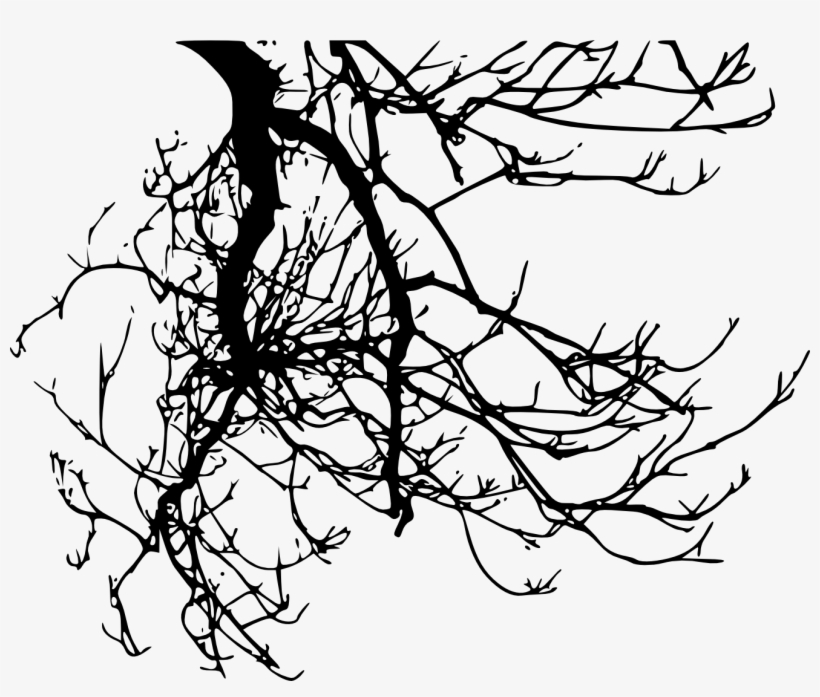 Free Download - Branch Silhouette Transparent, transparent png download