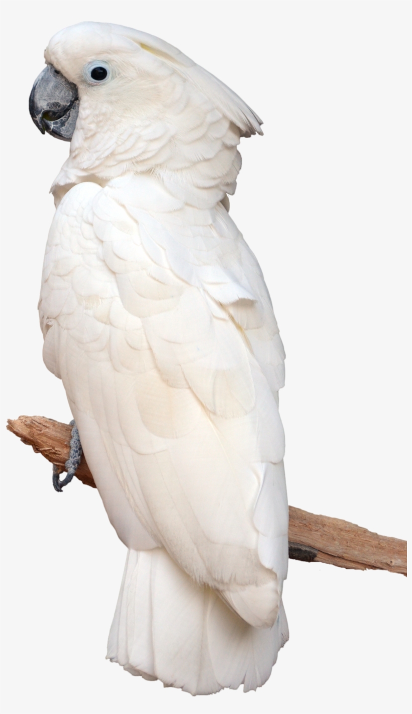 Parrot, Artwork, Painting, Birds, Stock Photos, Sculptures, - White Parrot Png, transparent png download