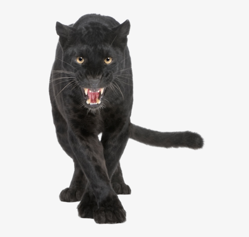 Banner Transparent Download By Prussiaart On Deviantart - Black Leopard, transparent png download