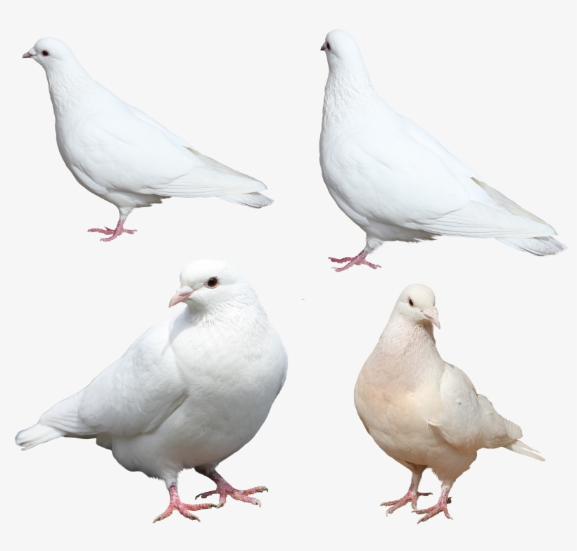 Set Of Four White Doves - Pigeons Png, transparent png download