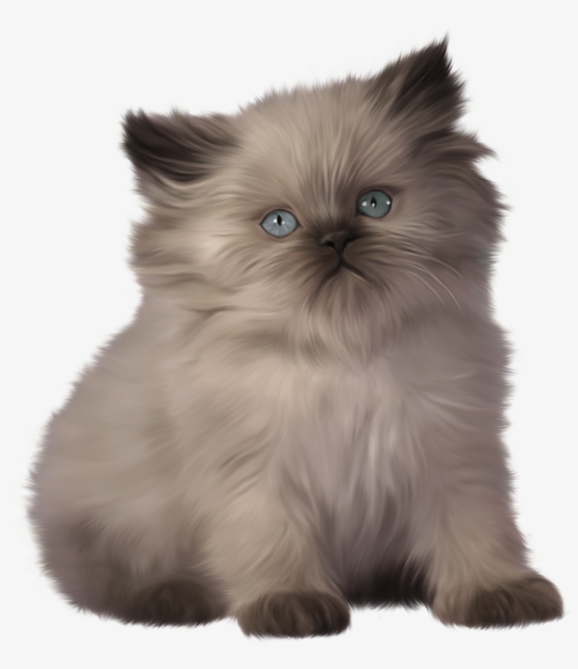 Kitten Png Clipart - Ragdoll Persian Cat, transparent png download