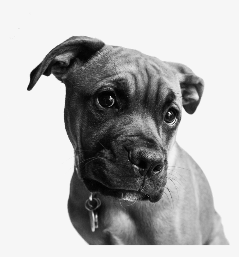 Pet Portraits Chester County Boxer Pit Bull Dog - Dog, transparent png download