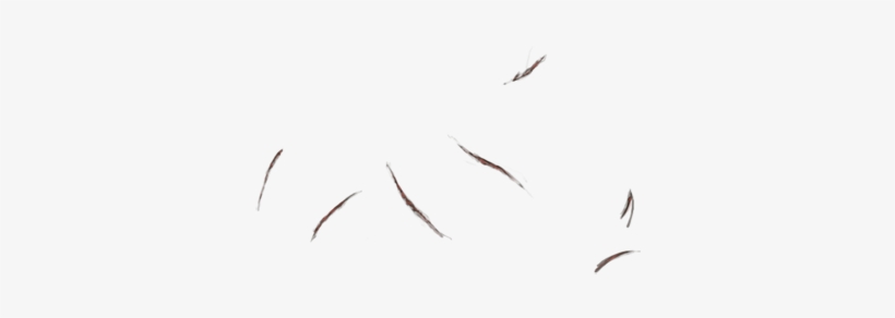 Common Tern, transparent png download