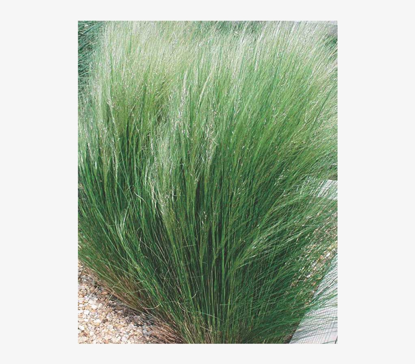 Mexican Feather Grass Png Picture Transparent Stock - Mexican Feathergrass, transparent png download