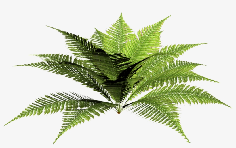 Male Fern Picture Library Library - Dryopteris Png, transparent png download