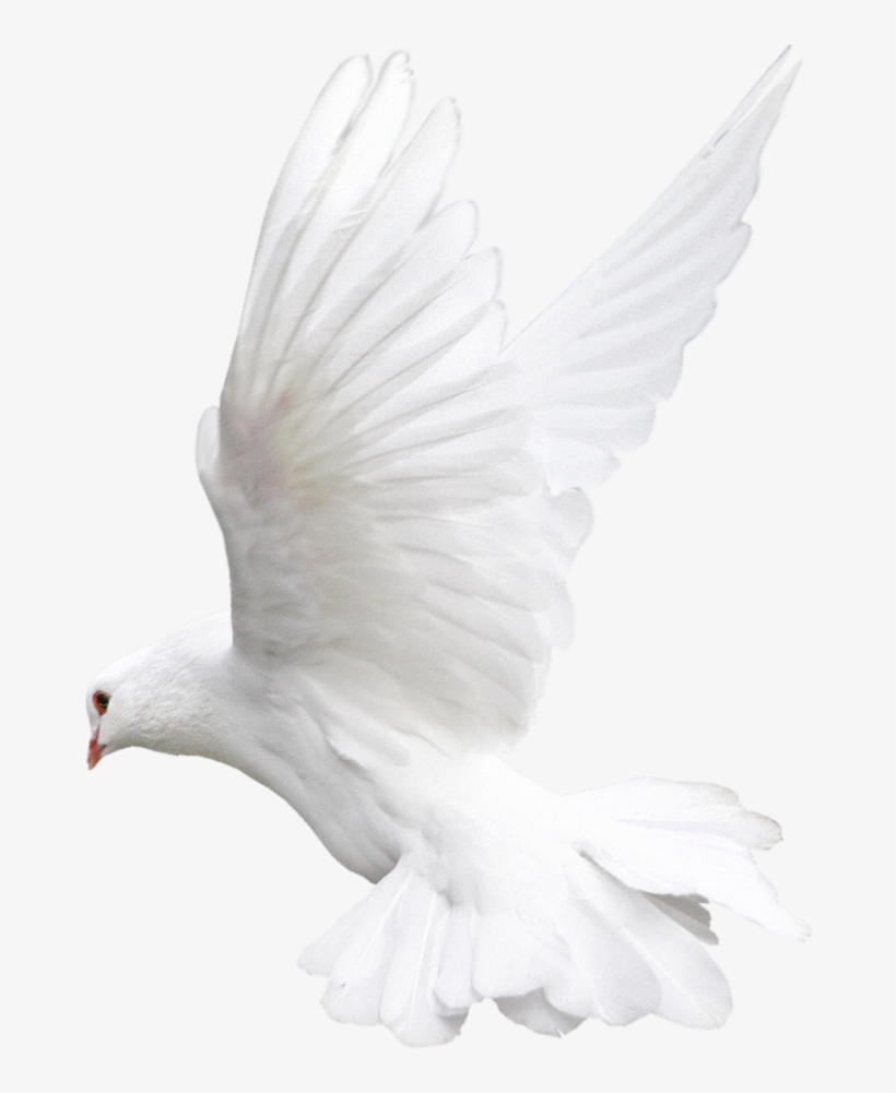 See Here Dove Clip Art Images Free Download - White Dove Flying Png, transparent png download