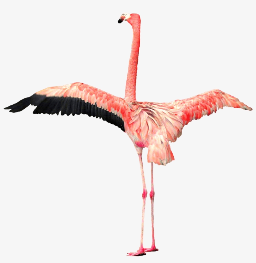 Open Wings Png Stickpng - Flamingo Png, transparent png download