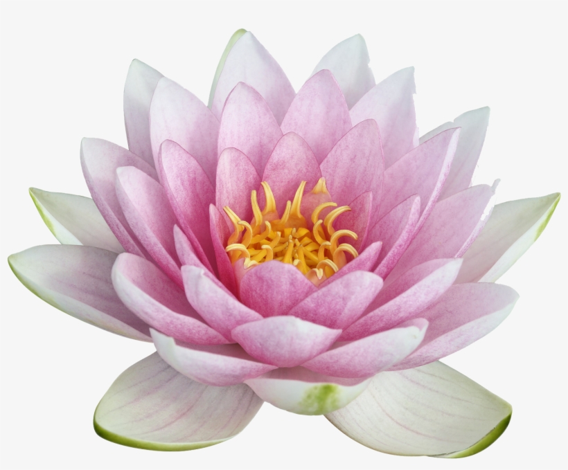 Download Amazing High-quality Latest Png Images Transparent - Transparent Background Lotus Flower Png, transparent png download