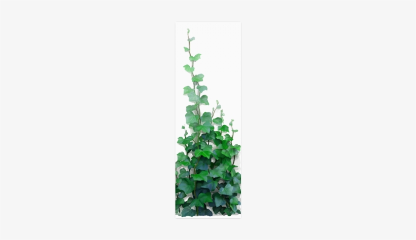 Vines Poster - Watercolor Vines Png, transparent png download
