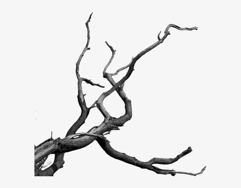 Graphic Black And White Library Images Of Bare Tree - Bare Tree Branch Png, transparent png download