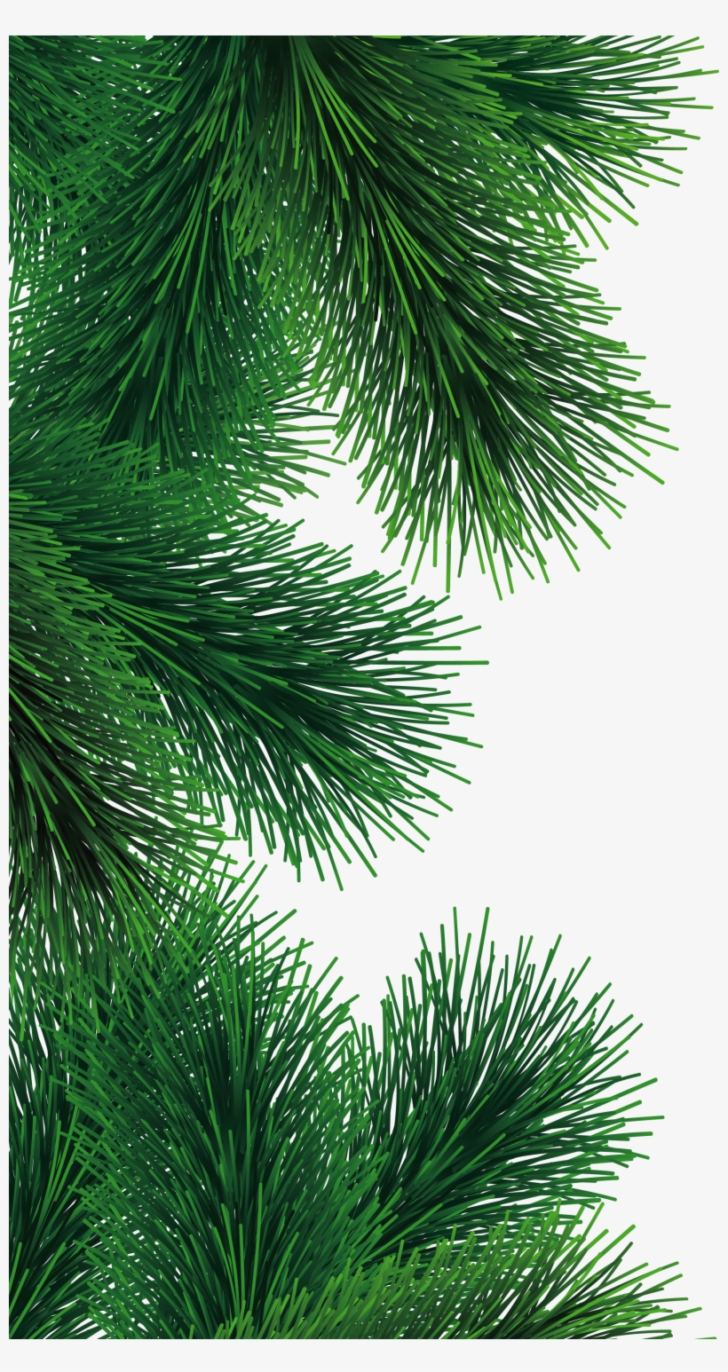 Fir Tree Branch Png, transparent png download
