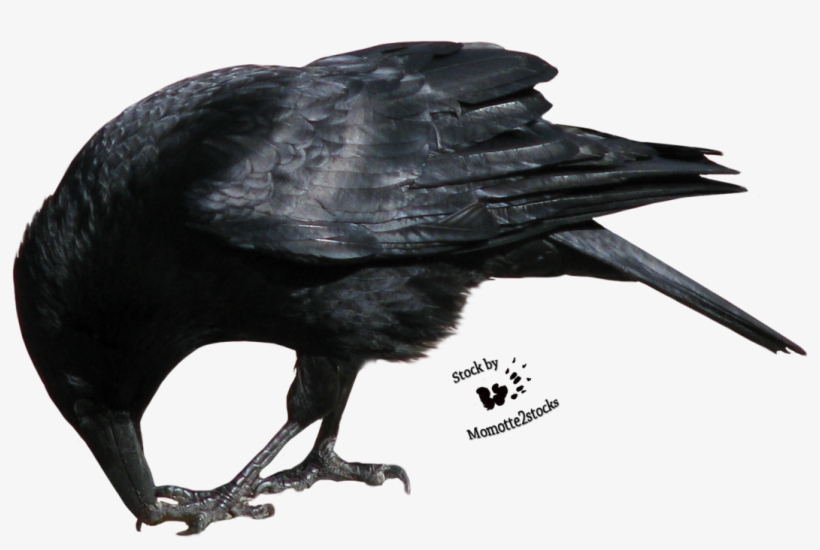 Crow Png Transparent Picture - Crow Eating Png, transparent png download