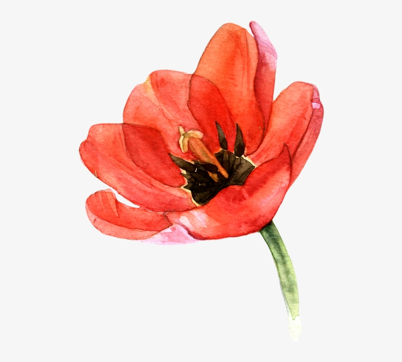 Clip Transparent Download Tulip Clipart Watercolor - Free Watercolor Poppy, transparent png download