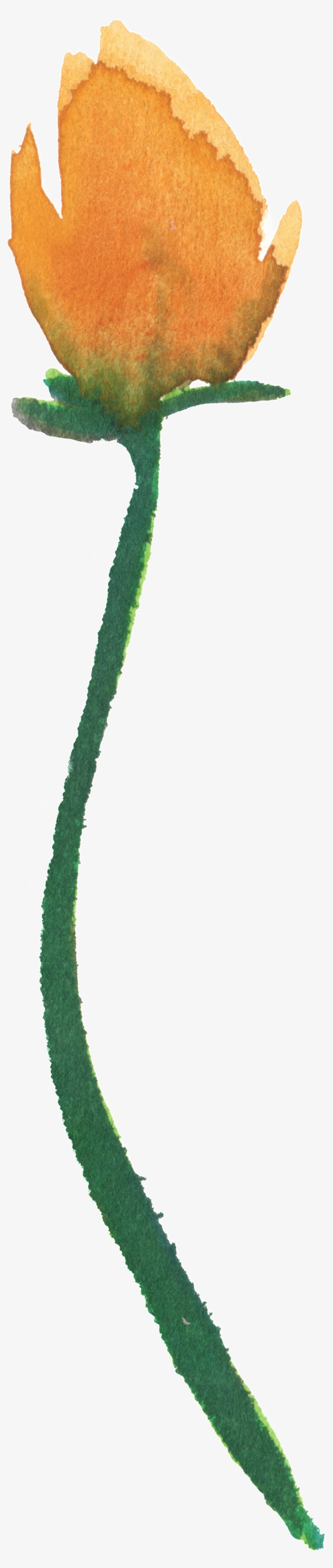 Watercolor Tulip Vector - Watercolor Painting, transparent png download