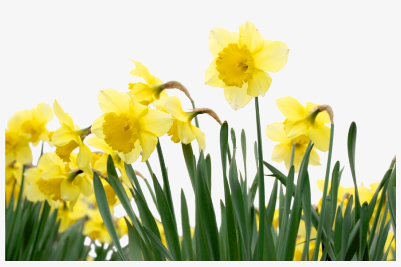 Mothers Day Daffodils Clipart Desktop Wallpaper Bulb - Daffodil, transparent png download