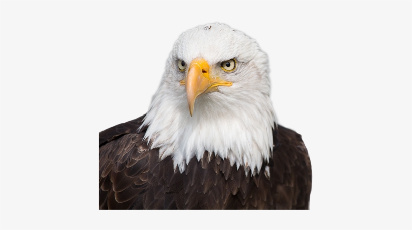 Ac Repair Birmingham, Heating, Plumbing - Uhd Eagle, transparent png download