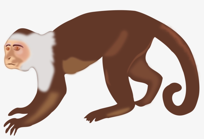Clip Library Collection Of Free Download On Ubisafe - Capuchin Monkey Clip Art, transparent png download
