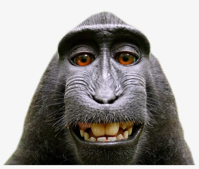 Clipart Freeuse Download Check All - David Slater Monkey, transparent png download