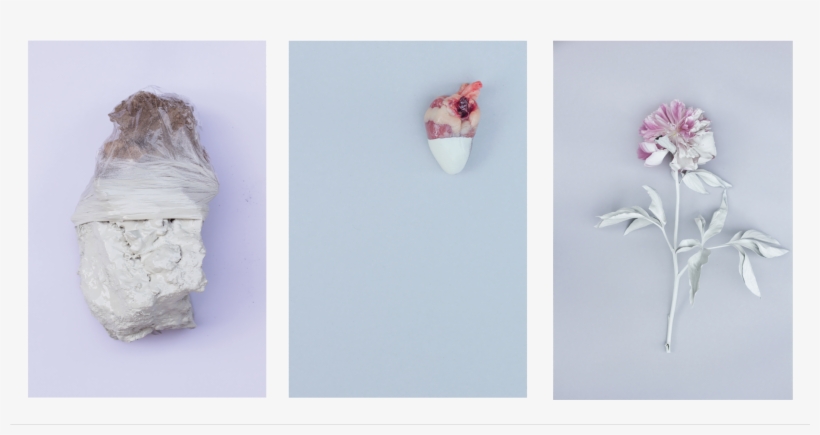 Photography Project Inspired By Pina Baush Works - Common Peony, transparent png download