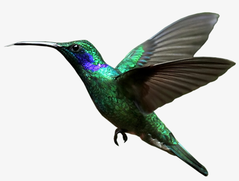 Hummingbird Transparent, transparent png download