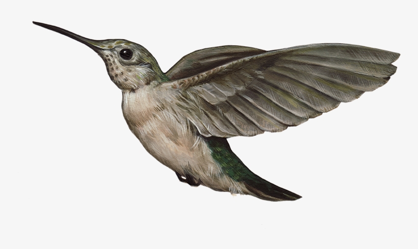 Hummingbird Png, transparent png download