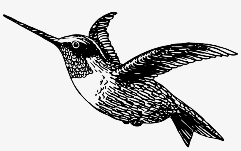 Black-chinned Hummingbird Drawing Black And White - Clip Art Humming Bird, transparent png download