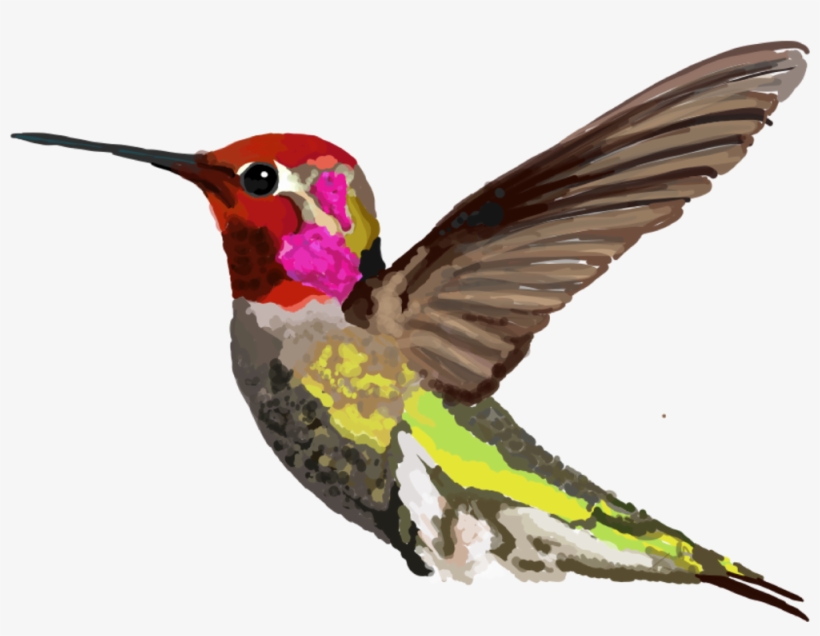Calypte Anna &nbsp - Anna's Hummingbird, transparent png download