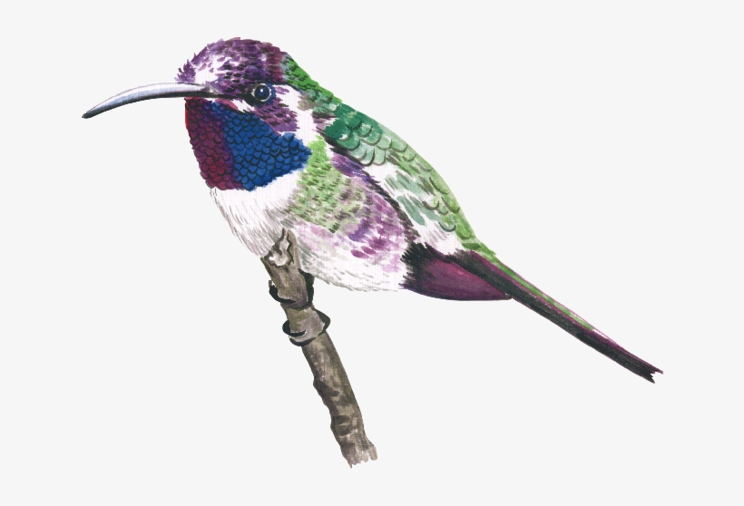 Aves - Ruby-throated Hummingbird, transparent png download