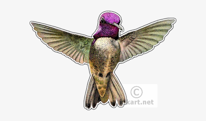 Costa's Hummingbird Decal - Costa's Hummingbird Wall Clock, transparent png download