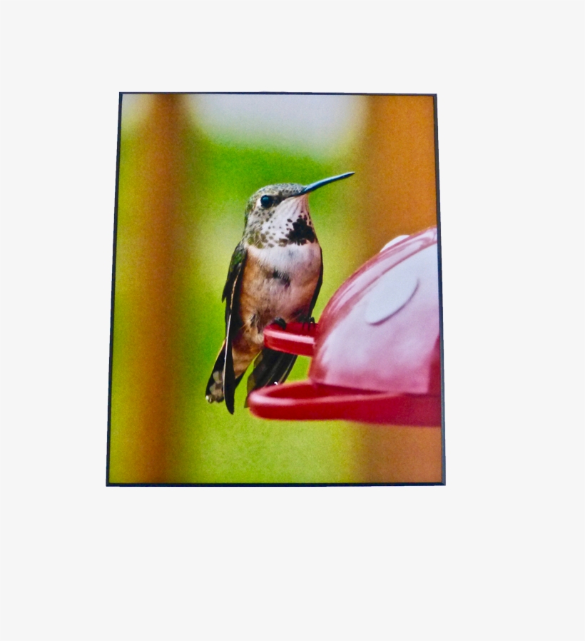 Ruby-throated Hummingbird, transparent png download