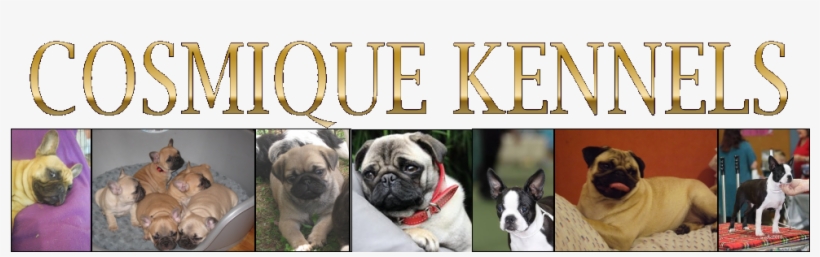 Pugs, Boston Terriers , French Bulldogs, New Zealand - Kennel, transparent png download