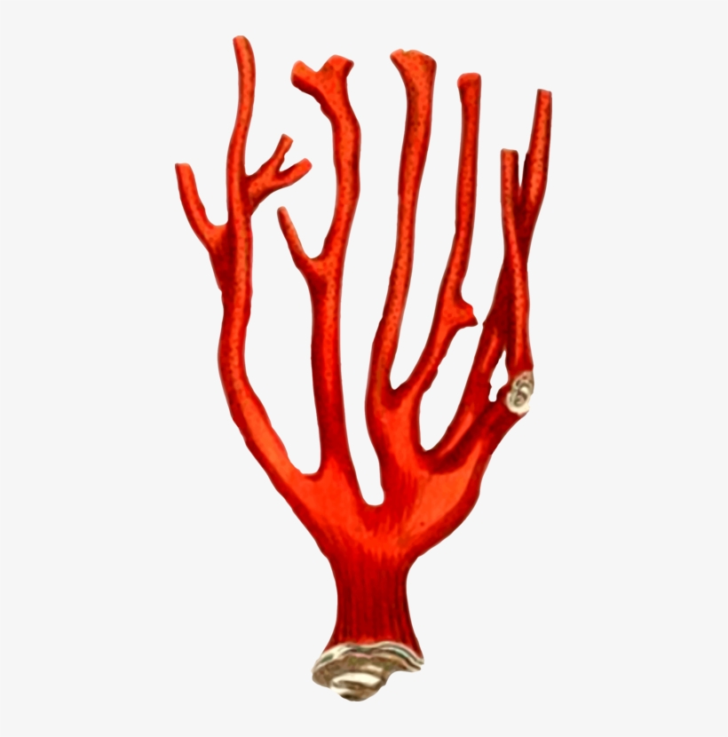 All Photo Png Clipart - Coral, transparent png download