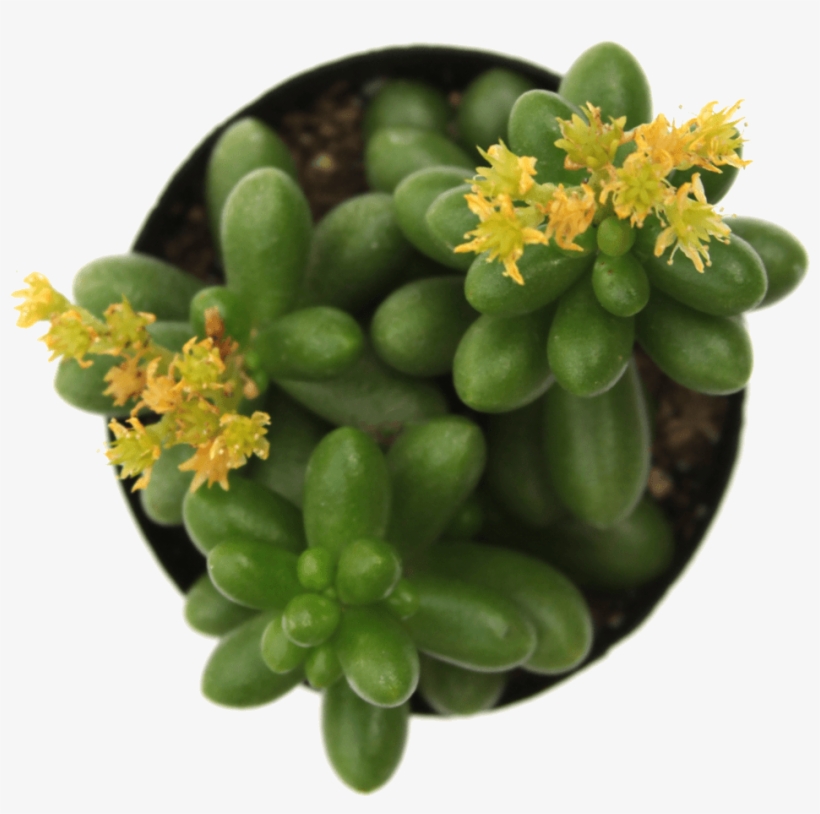 Sedum 'jellybean Plant' - Succulent Plant, transparent png download