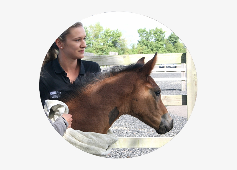 Equine Technicians - Horse, transparent png download