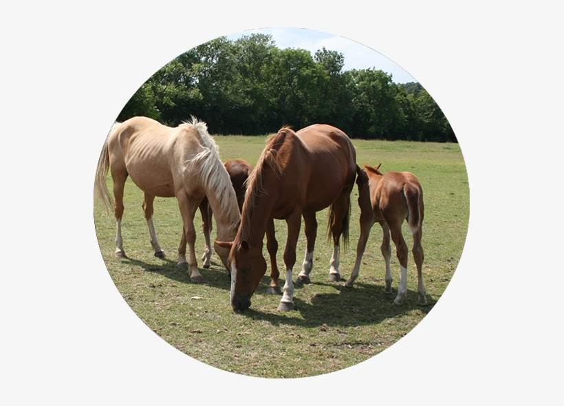 Yard Technicians - Portable Network Graphics, transparent png download