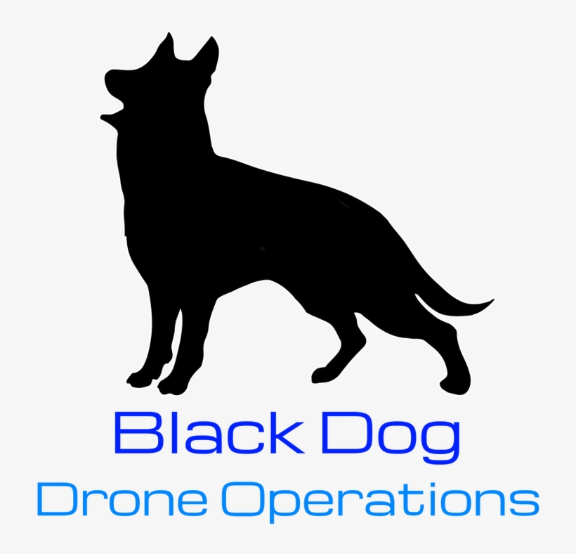 Black Dog Academy - Dog Catches Something, transparent png download
