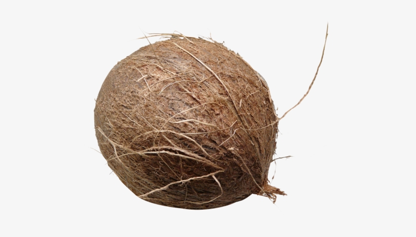 Download Coconut Png Image - Coconut Png, transparent png download