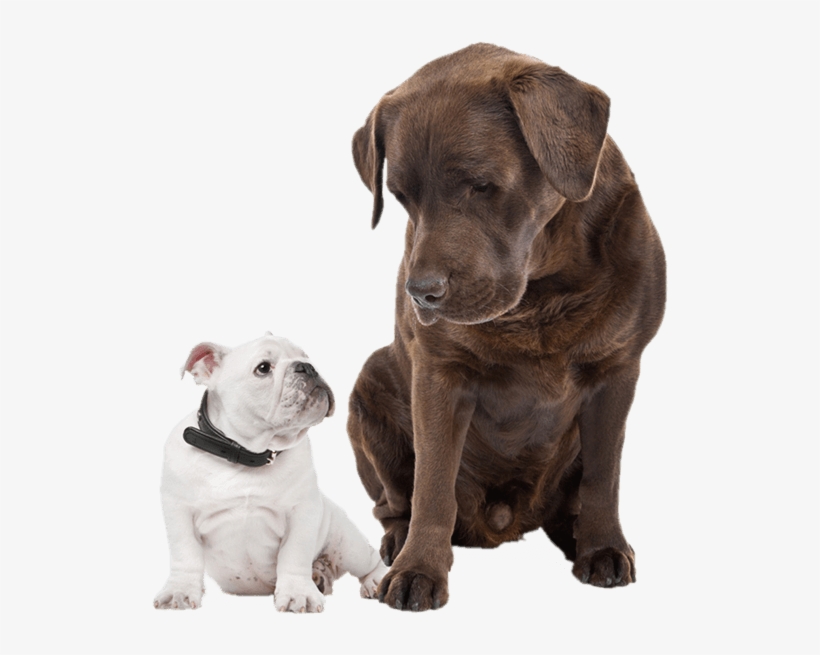 Images Of Big And Small Dogs Big And Small Dog PNG Image