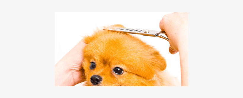 Small Dogs - Top Dog Grooming Salon, transparent png download
