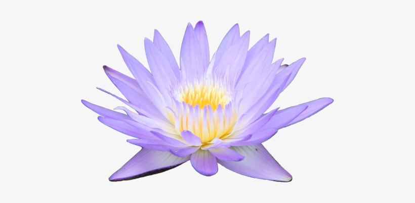 Transparent Water Lily Requested By Anon Looks Better - Lily Png Purple, transparent png download