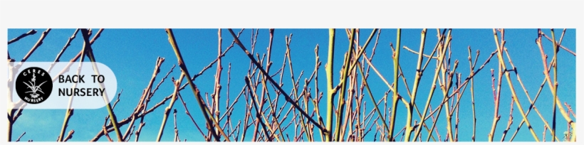 Fruit Trees - Grow Apple Trees In Ceres, transparent png download