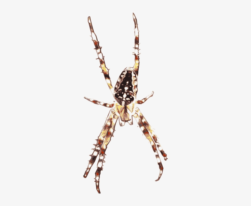 Spider Svg Clip Arts 276 X 595 Px, transparent png download