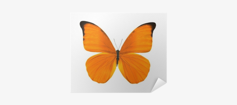 Imagenes De Mariposas Anaranjadas, transparent png download