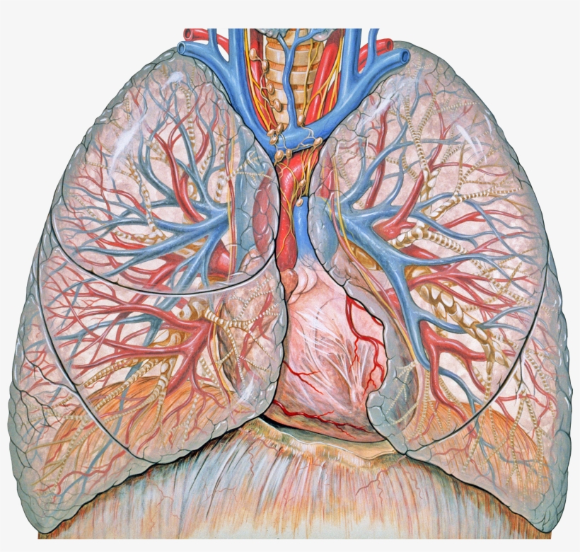 Thoracic Anatomy - Advances In Respiratory Therapy Research, transparent png download